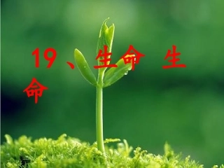 生命生命课件 (4)