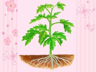 [教改先锋网]多细胞生物体的组成课件（苏教版七年级上）