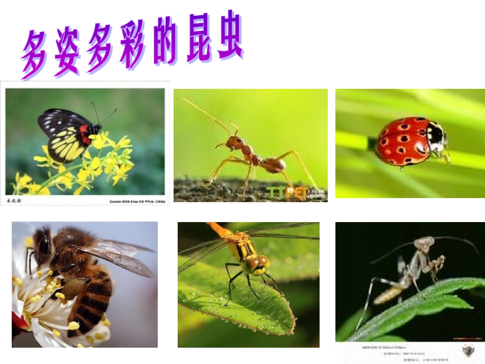 小学信息技术五年级下册_第2页