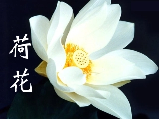 三年级下荷花修改2