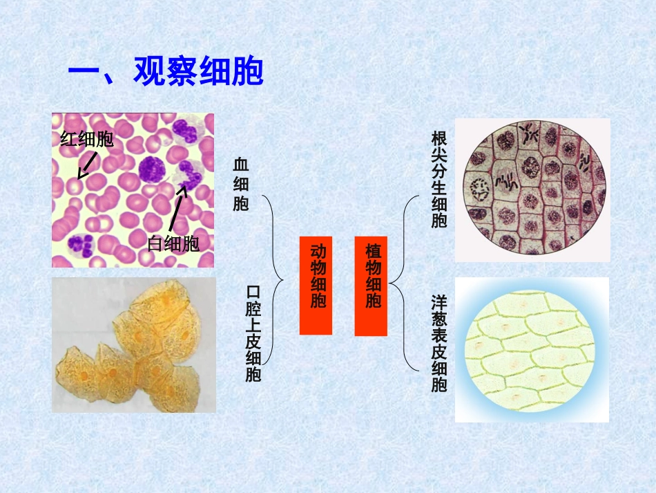 《细胞的多样性和统一性》课件（3）_第2页