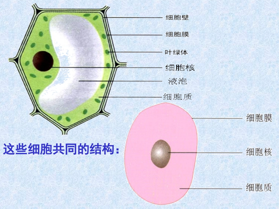 《细胞的多样性和统一性》课件（3）_第3页