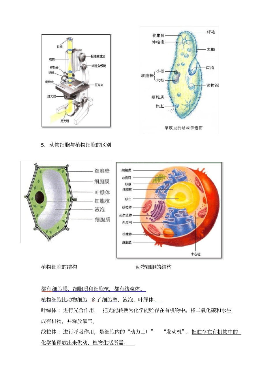 七年级上册生物学知识点总结_第2页