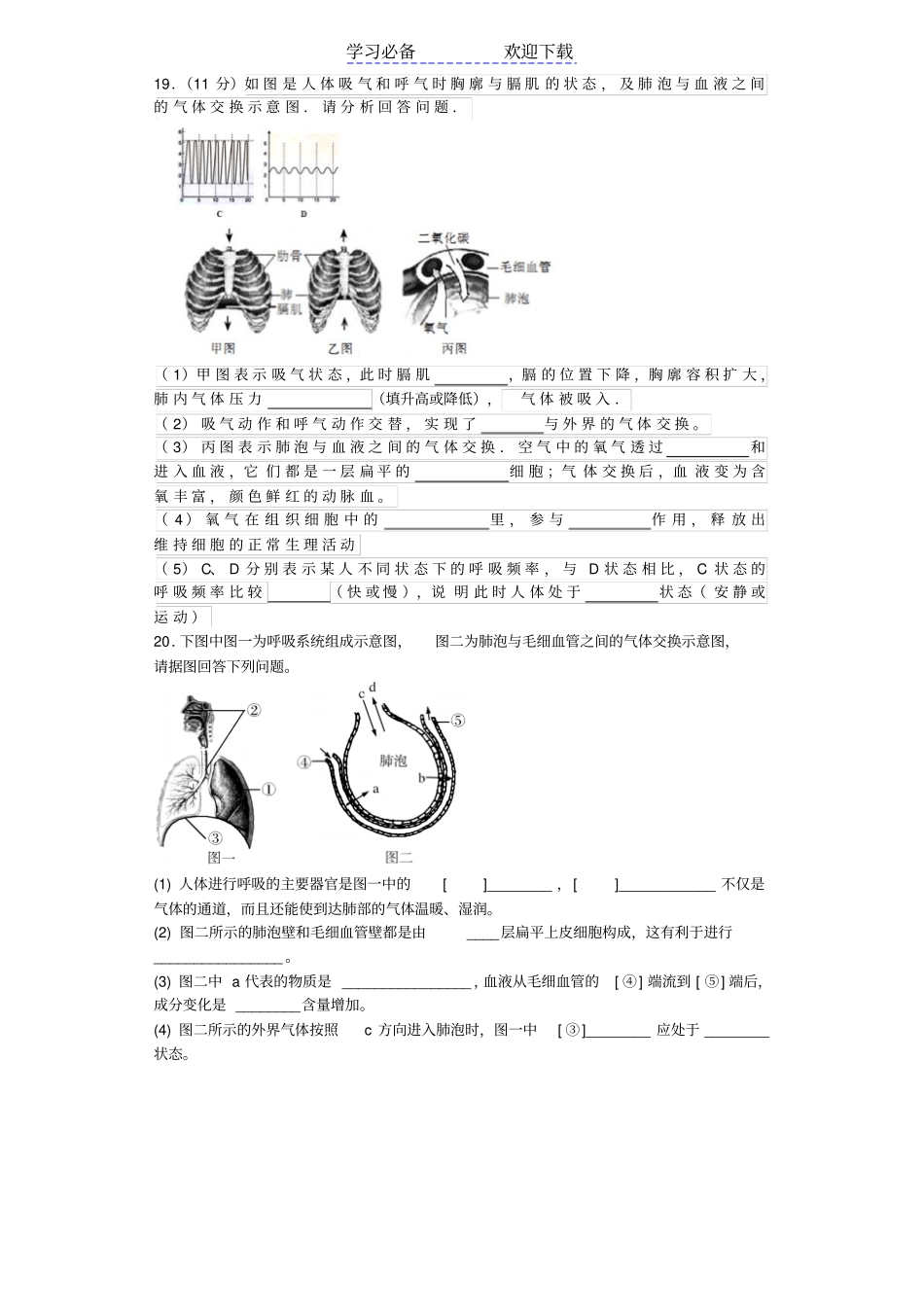 七年级生物下册人的呼吸练习_第3页