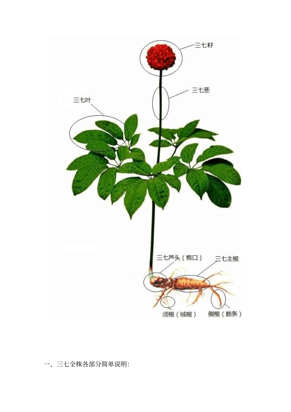 三七及其各部分药效剖析_第2页