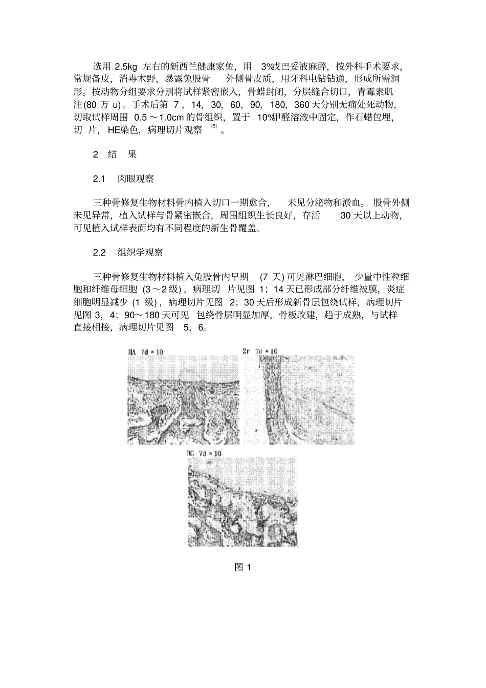 三种骨修复材料植入兔股骨内组织病理学探究_第3页