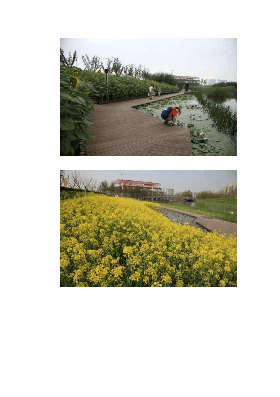 上海世博后滩湿地公园分析_第3页