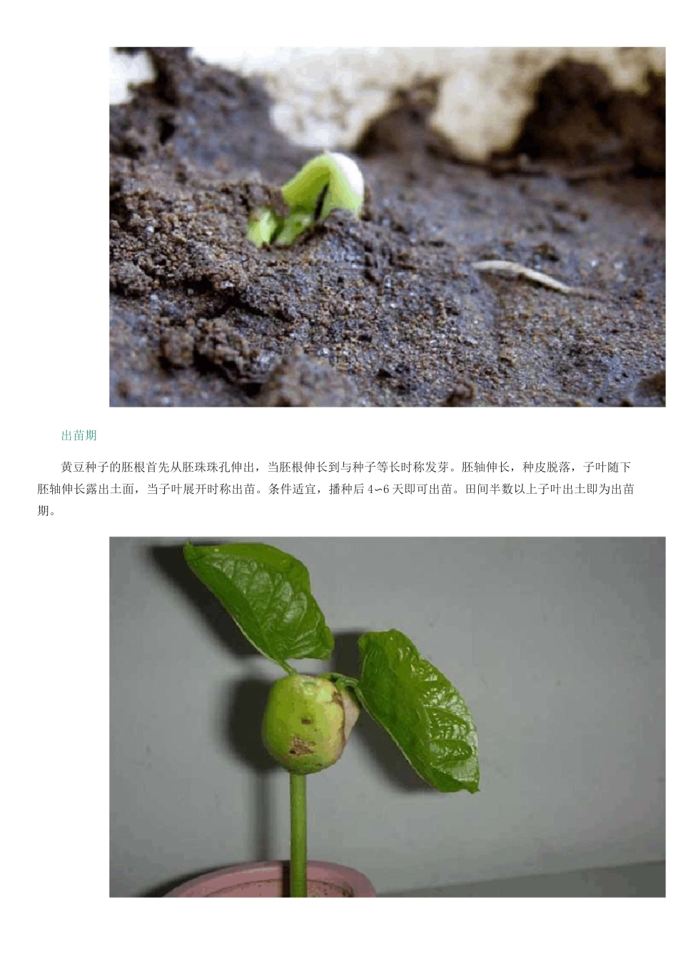 黄豆的生长过程_第2页