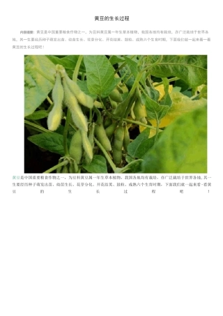 黄豆的生长过程