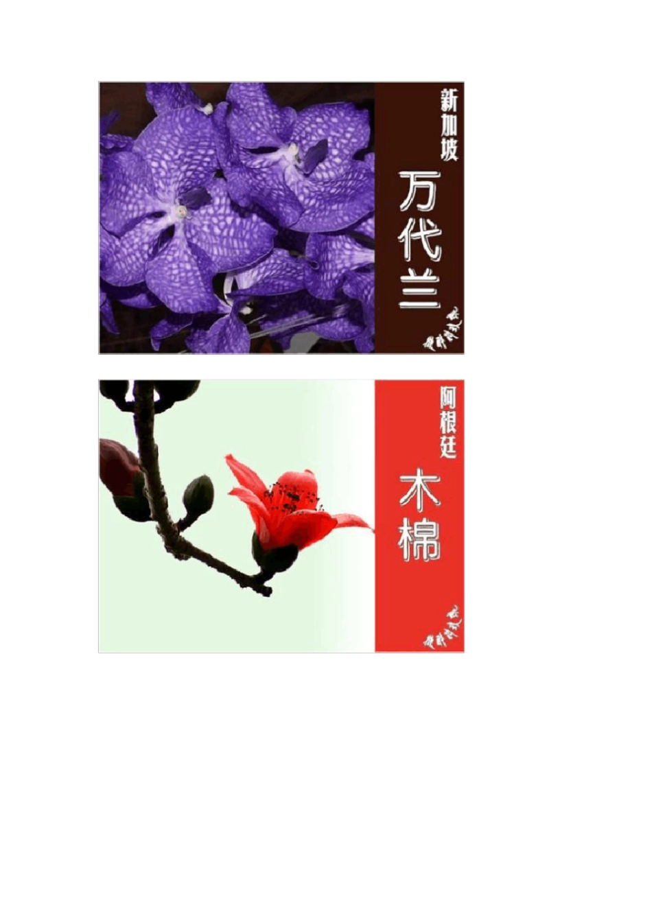 世界各国的国花_第3页