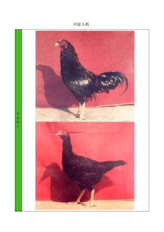 中原斗鸡品种