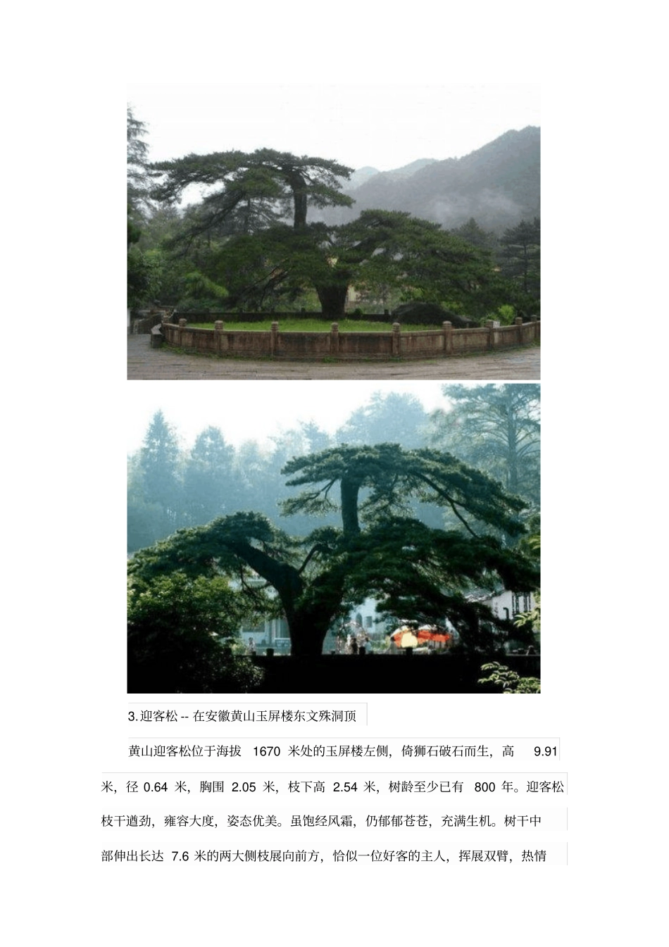中国十大千年古树欣赏讲解_第3页