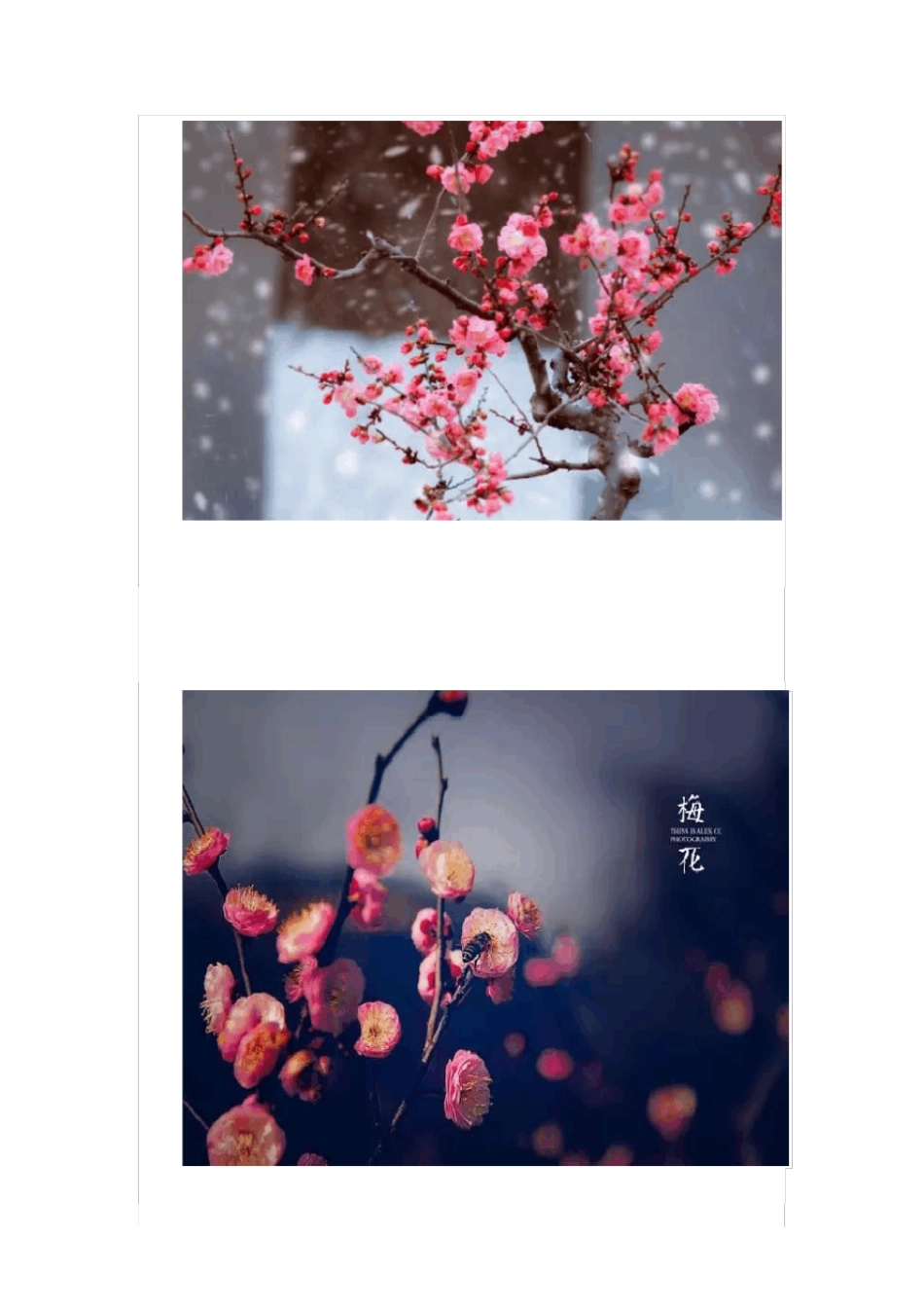 中国十大名花欣赏_第2页