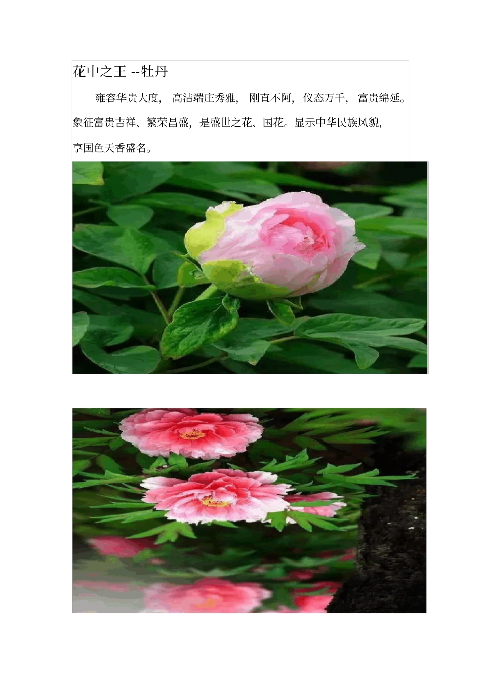 中国十大名花欣赏_第3页