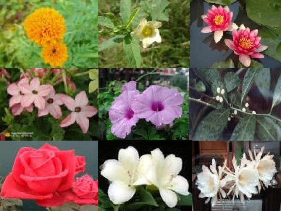 三年级语文上册第四组13花钟第二课时课件_第2页