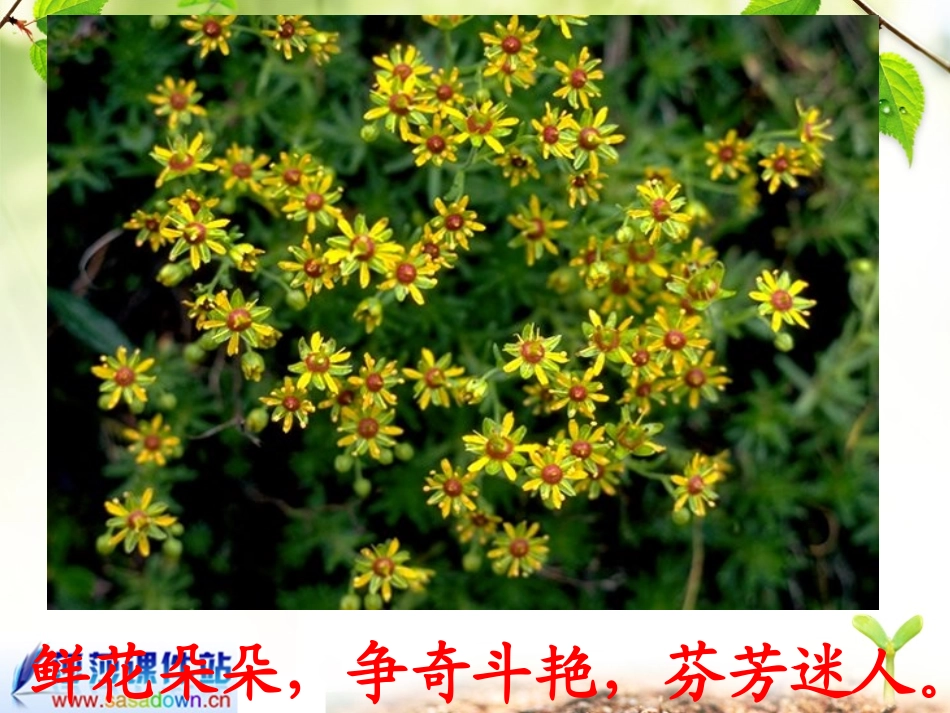 三年级语文上册第四组13花钟第二课时课件_第3页