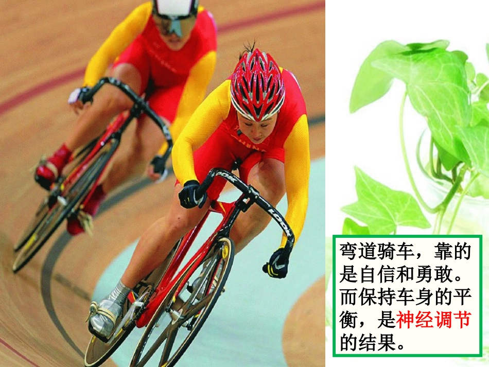 第1节人体的神经调节_第1页