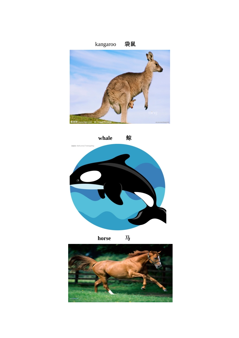 小动物的英文名称集锦_第2页