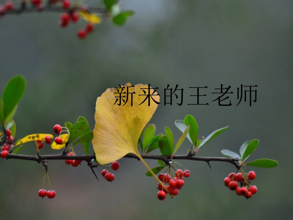 新来的王老师_第3页