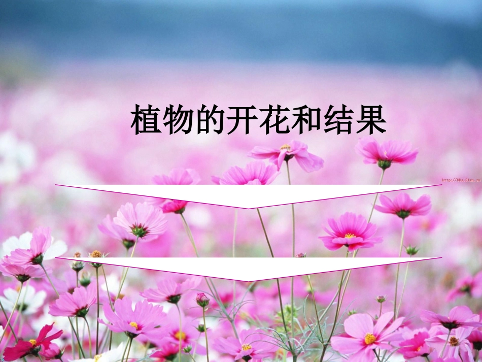 初中生物《植物的开花和结果》课件[1]_2_第1页