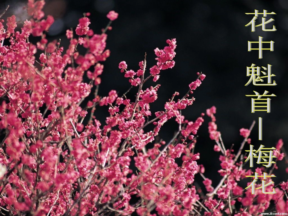 初中生物《植物的开花和结果》课件[1]_2_第2页