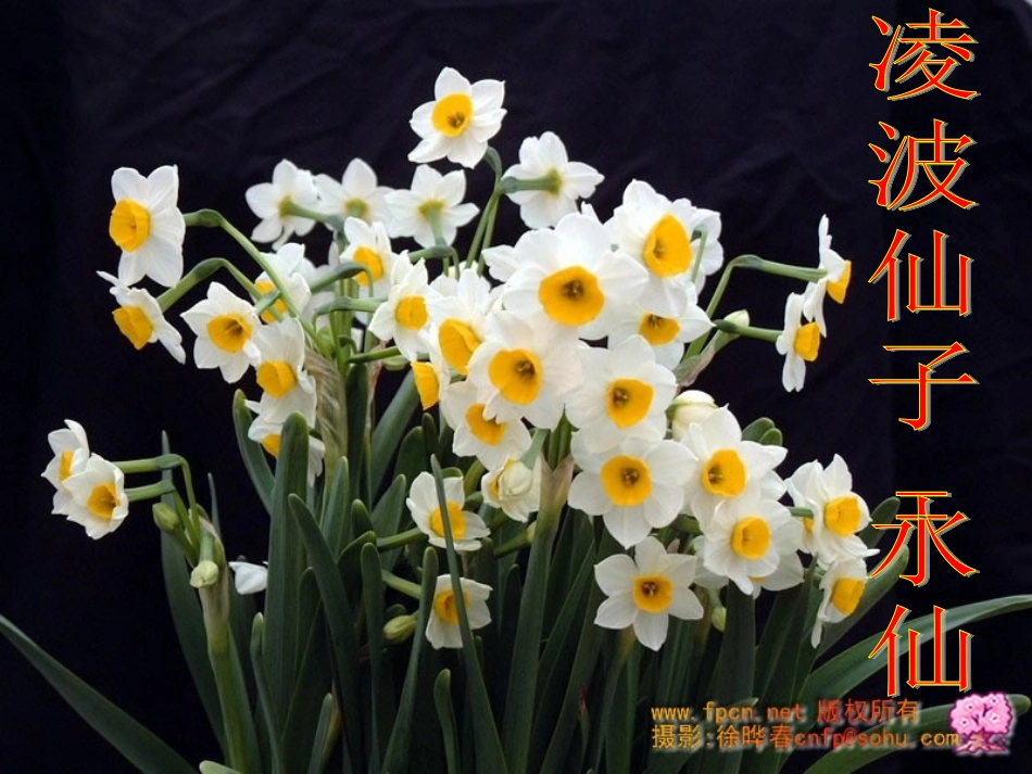 初中生物《植物的开花和结果》课件[1]_2_第3页