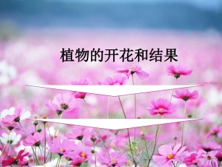 初中生物《植物的开花和结果》课件[1]_2