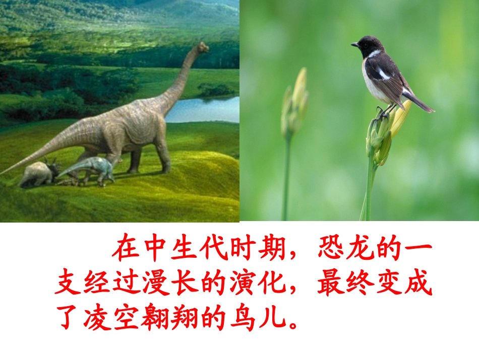 11531飞向蓝天的恐龙_第2页