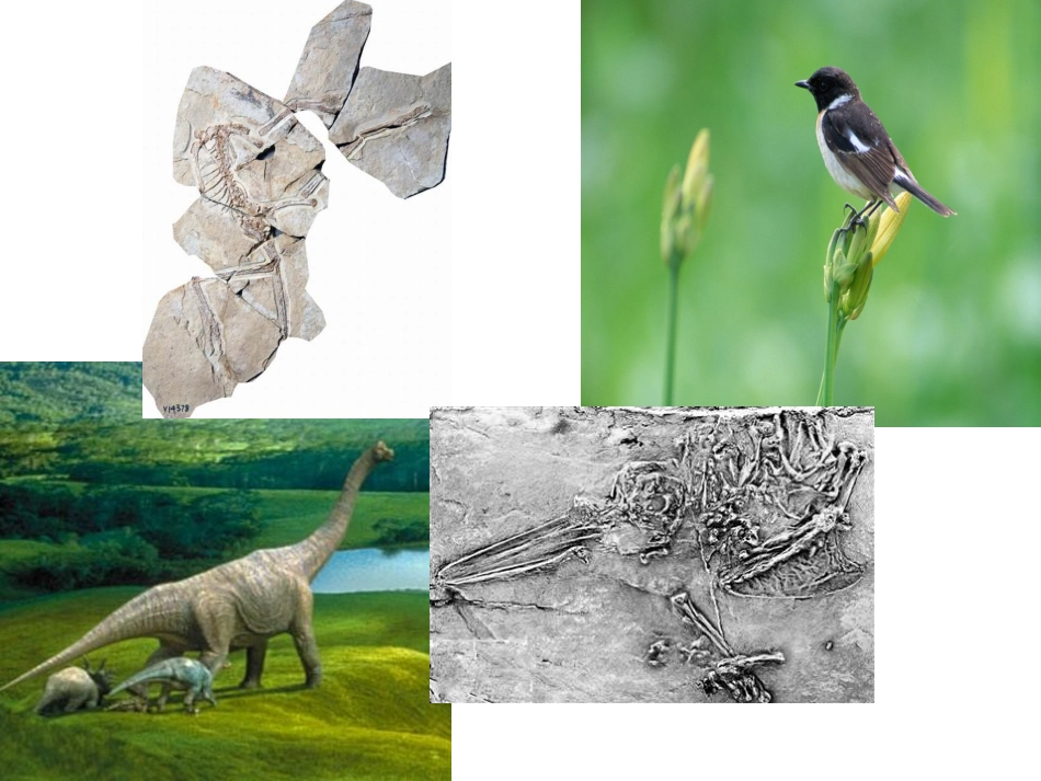 11531飞向蓝天的恐龙_第3页