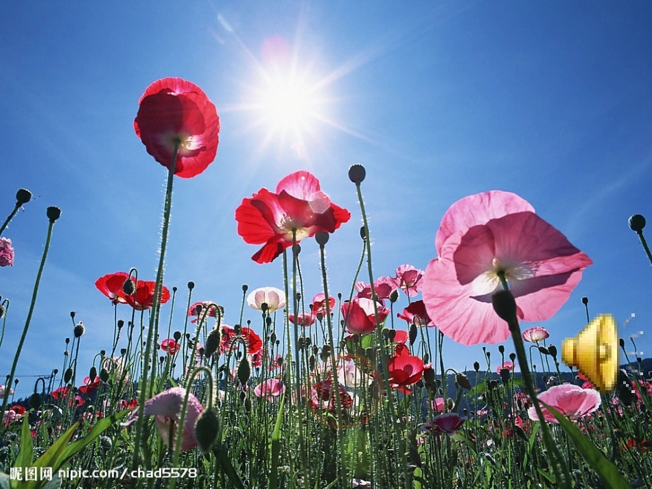 《阳光》原创课件_第1页