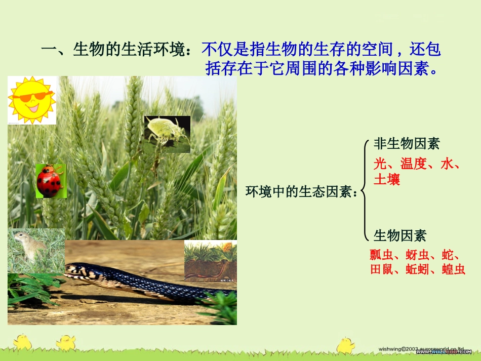 初中生物第一节生物与环境的关系_第3页