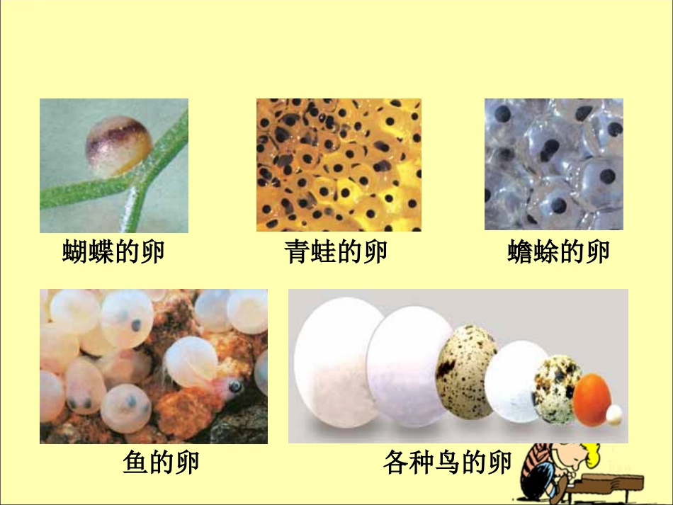 《动物的卵》探究课件_第2页