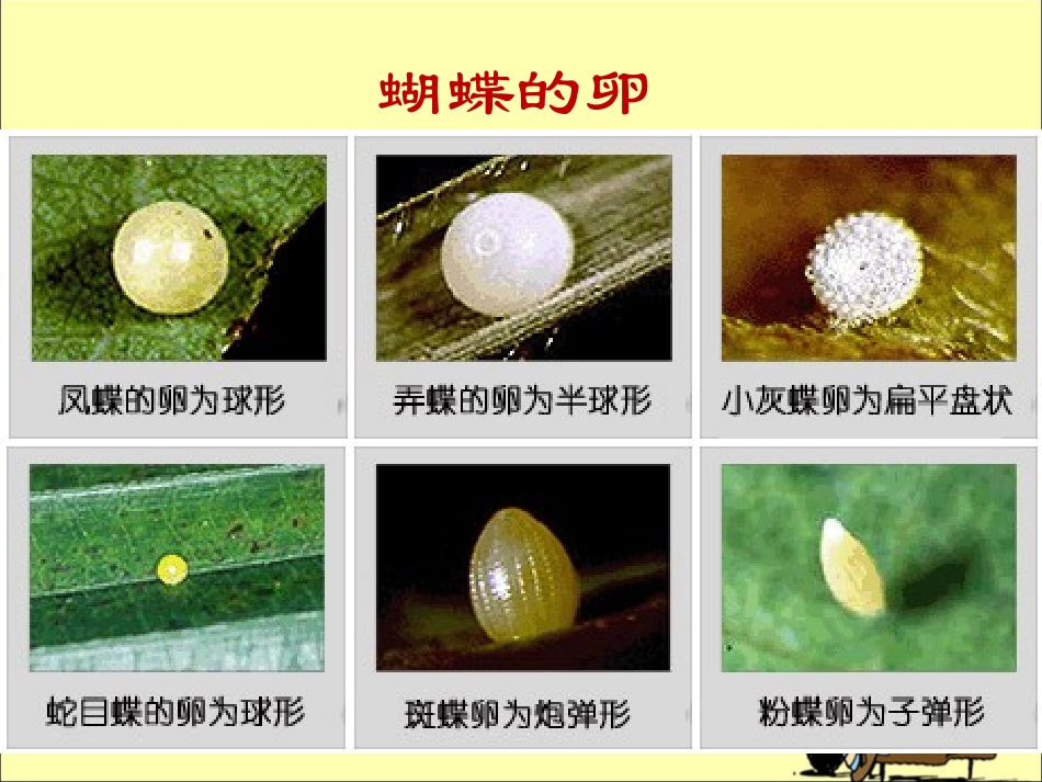 《动物的卵》探究课件_第3页