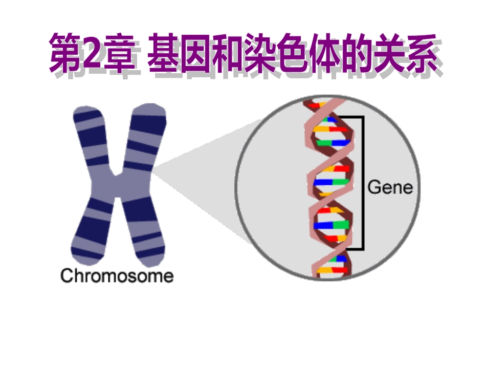 《减数分裂和受精作用》课件_第1页