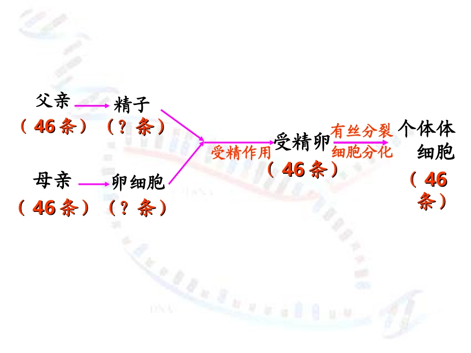 《减数分裂和受精作用》课件_第2页