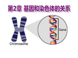 《减数分裂和受精作用》课件