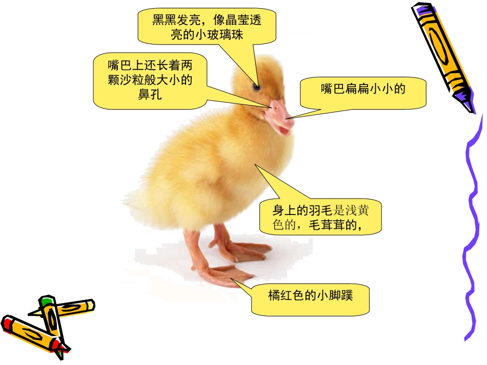 分类指导--描写小动物_第3页