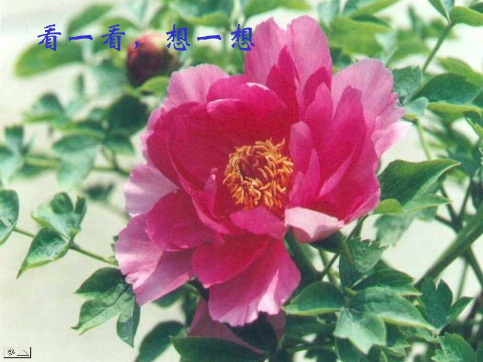 《紫藤萝瀑布》课件(53页)_第1页