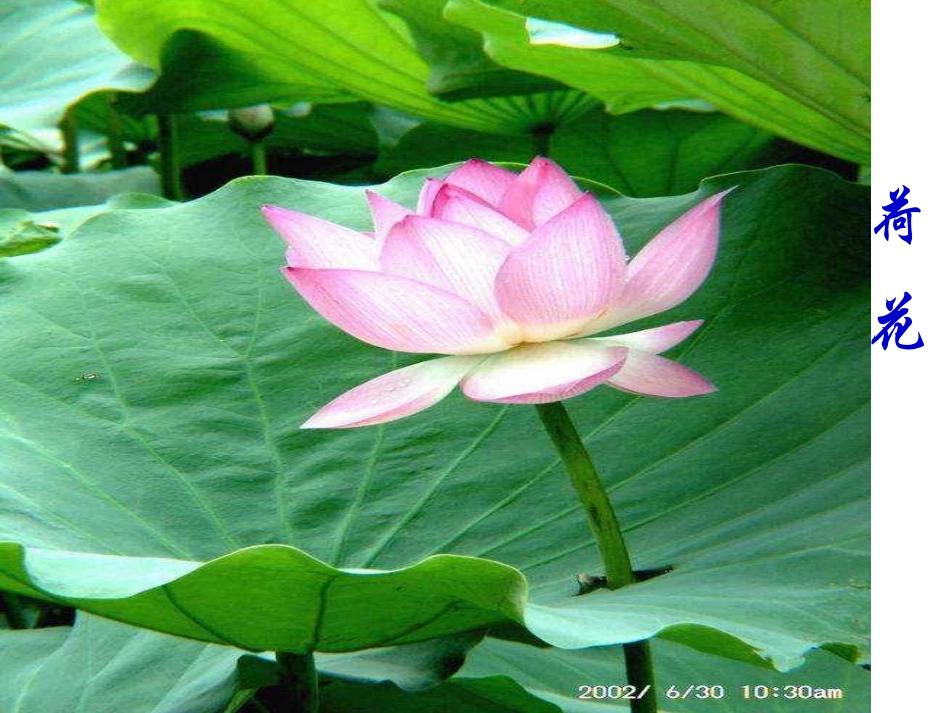 《紫藤萝瀑布》课件(53页)_第3页