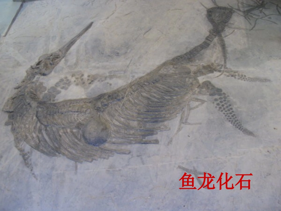 化石告诉我们什么_第2页