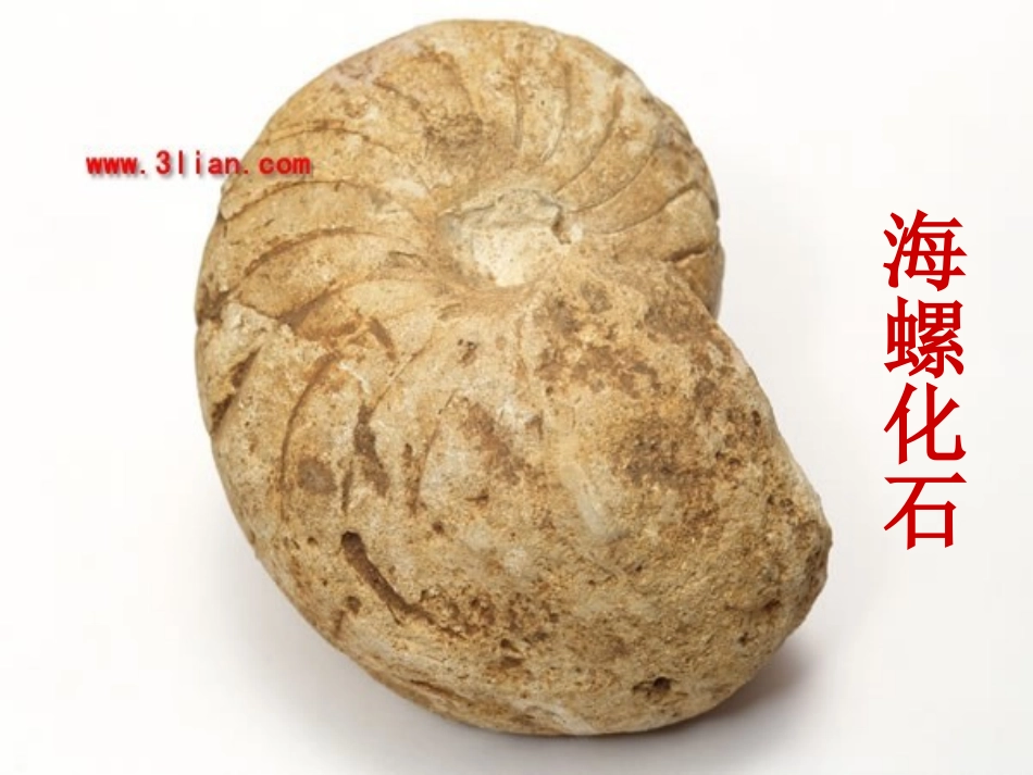 化石告诉我们什么_第3页