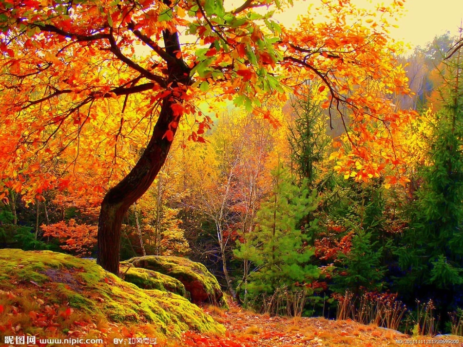 《大自然的色彩》_第3页