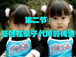 基因在亲子代间的传递