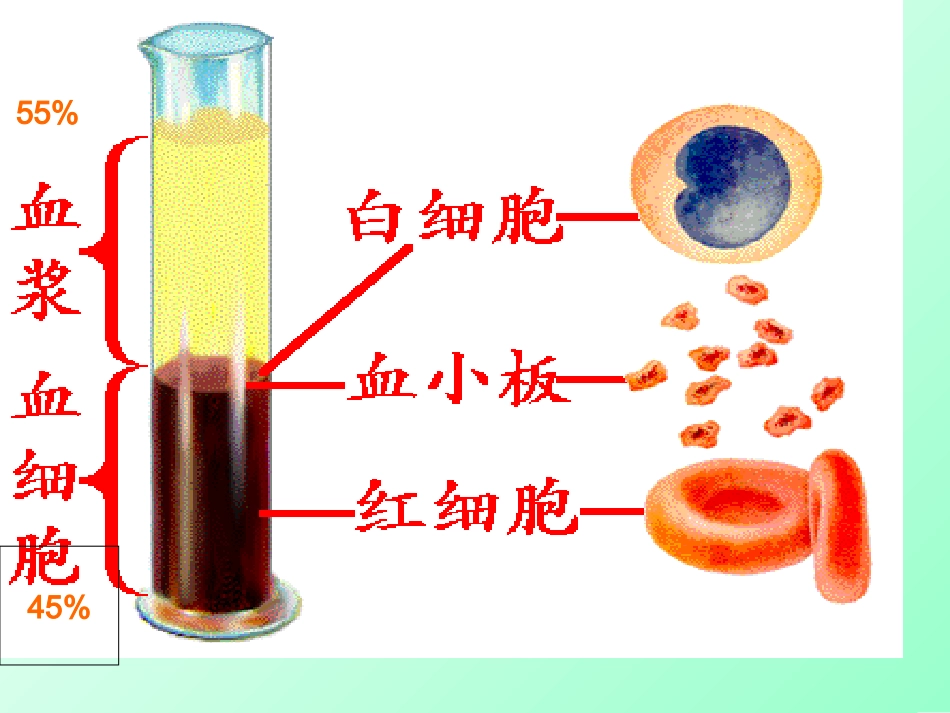 人体内的物质运输复习课_第3页
