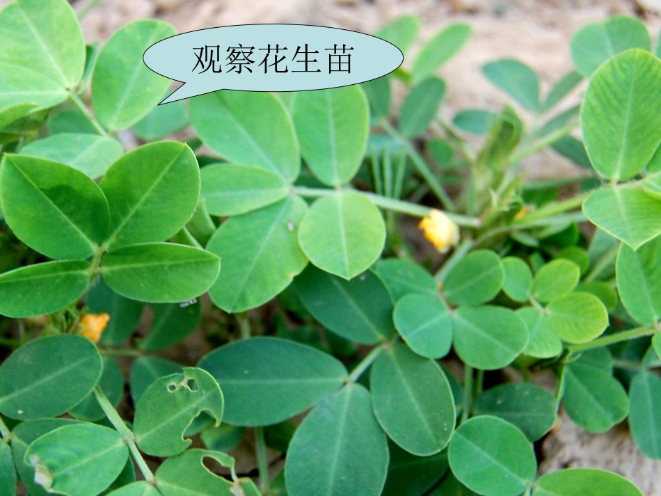 学写观察日记 (2)_第2页