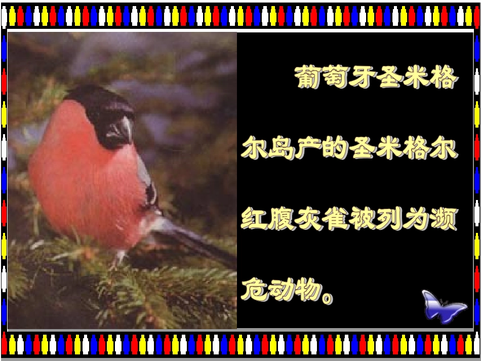 小学语文《灰雀》PPT课件_第3页