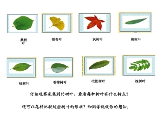 六上树叶中的比课件