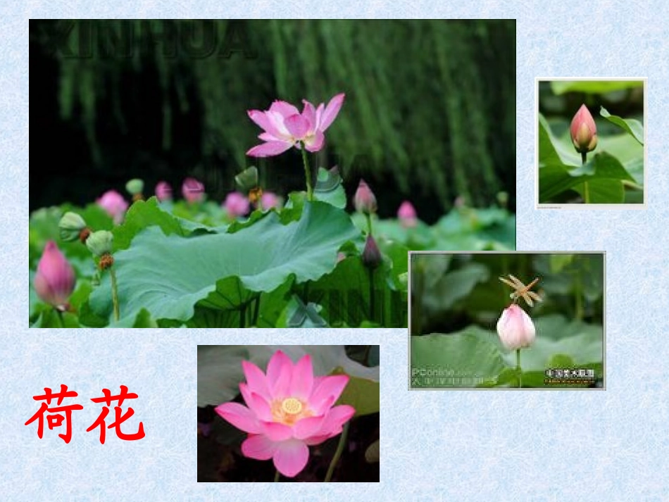 我最喜欢的一种花_第2页