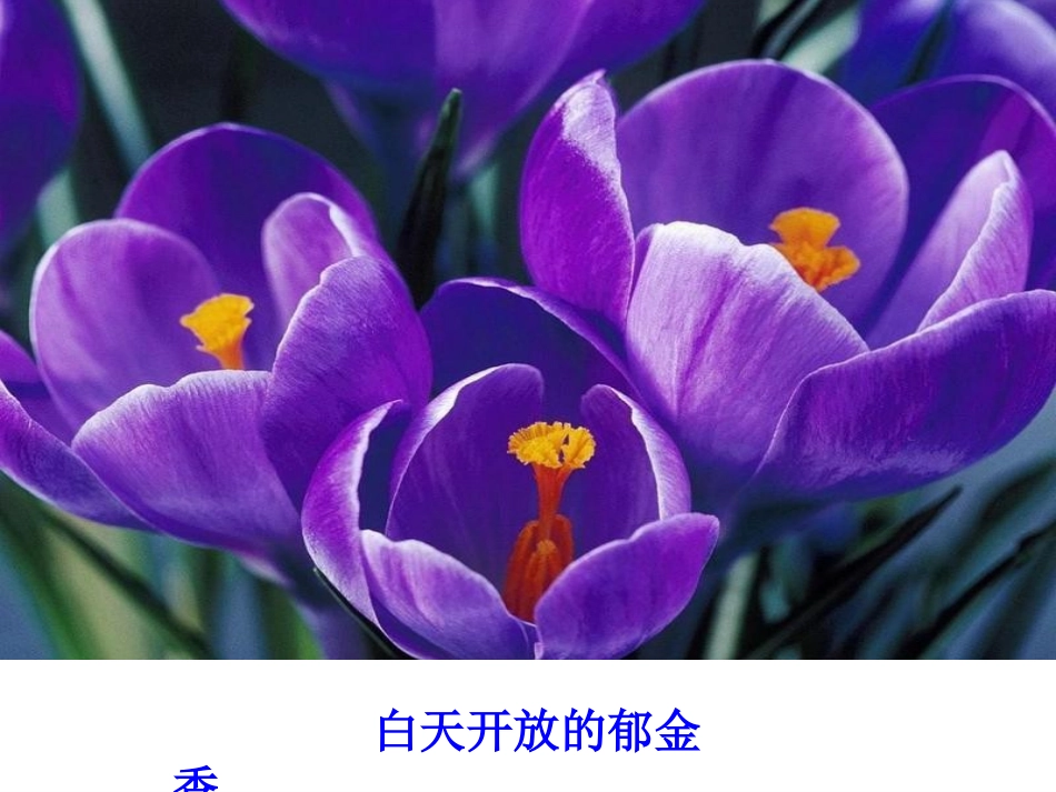 新昼夜对动植物的影响_第3页