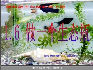 教科版科学五上做一个生态瓶